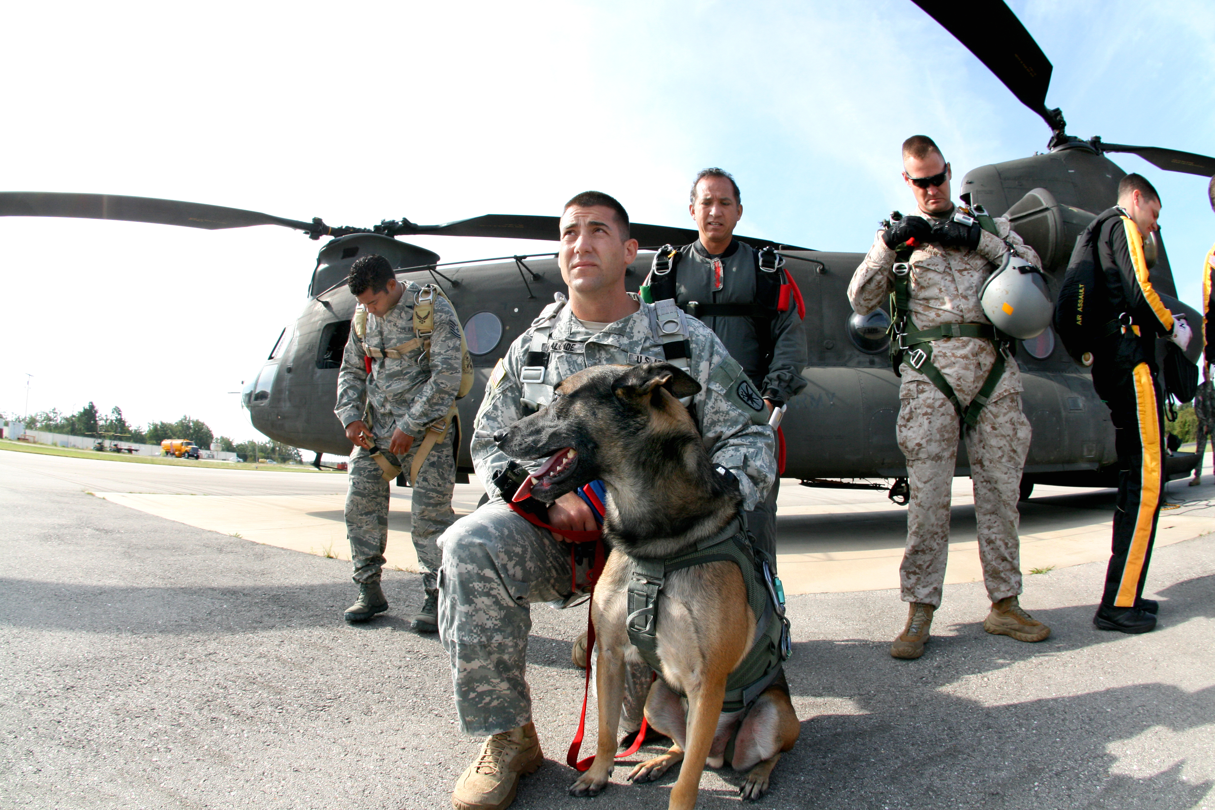Jumpin' Military Dogs!