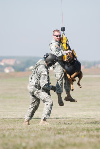 Jumpin' Military Dogs lorainenunley.com
